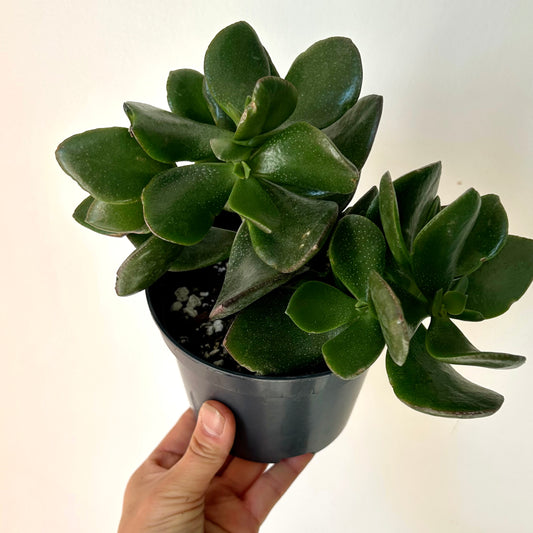 Jade Succulent (Crassula ovata) 5”pot
