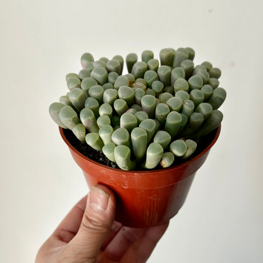Baby Toes Succulent (Fenestraria rhopalophyll) 4” pot