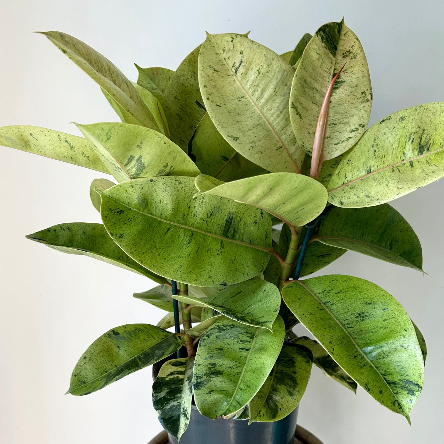 Ficus Shivereana Moonshine approximately 2 ft tall 10”pot