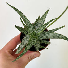 Load image into Gallery viewer, Aloe “Snowflake” 2.5” pot
