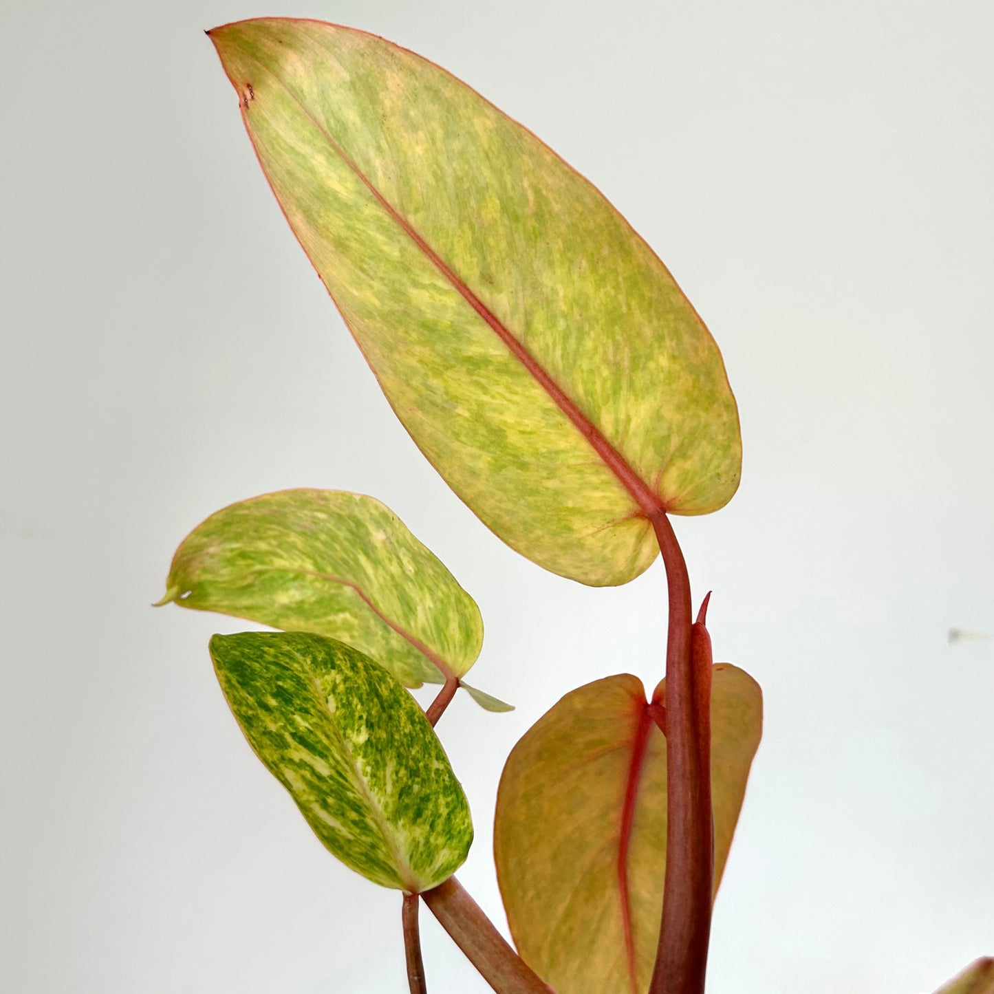 Philodendron "Painted Lady" 3.5”pot