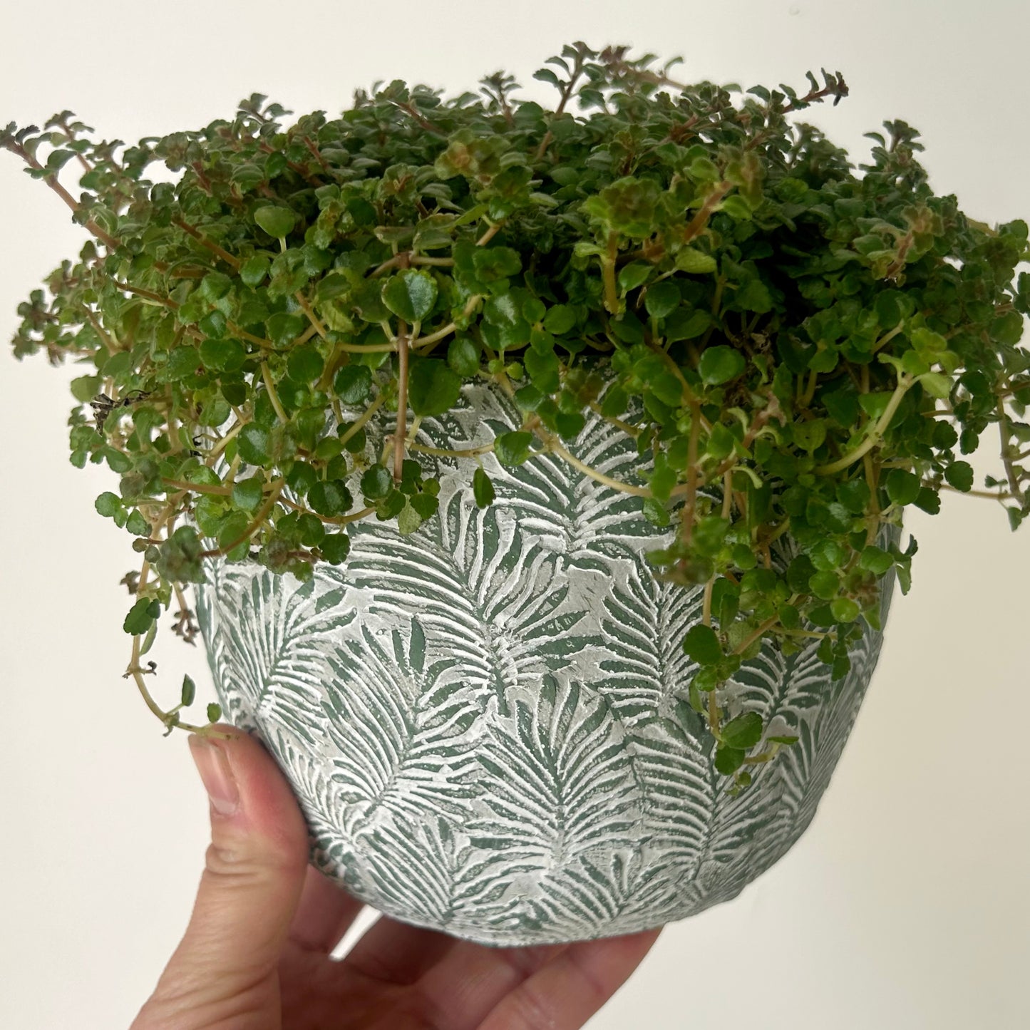FERNANDA Decorative Cement Pot (5”x4.5”)