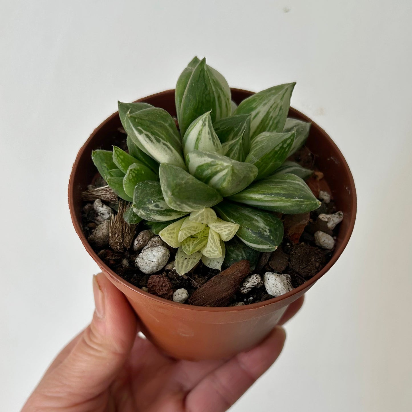Variegated Haworthia cuspidata 3.5” pot