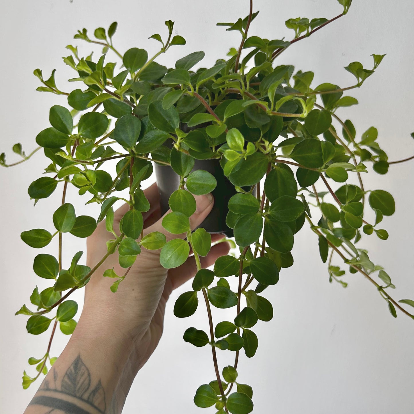 Peperomia Rotundifolia (Creeping Button Plant) 3.5” pot