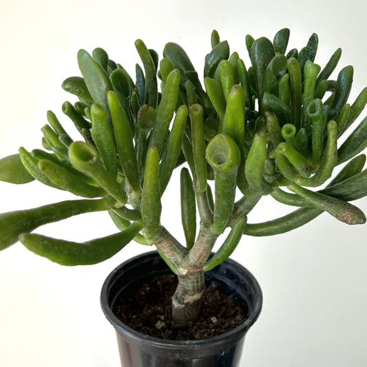 Hobbit Jade (Crassula) 4” pot
