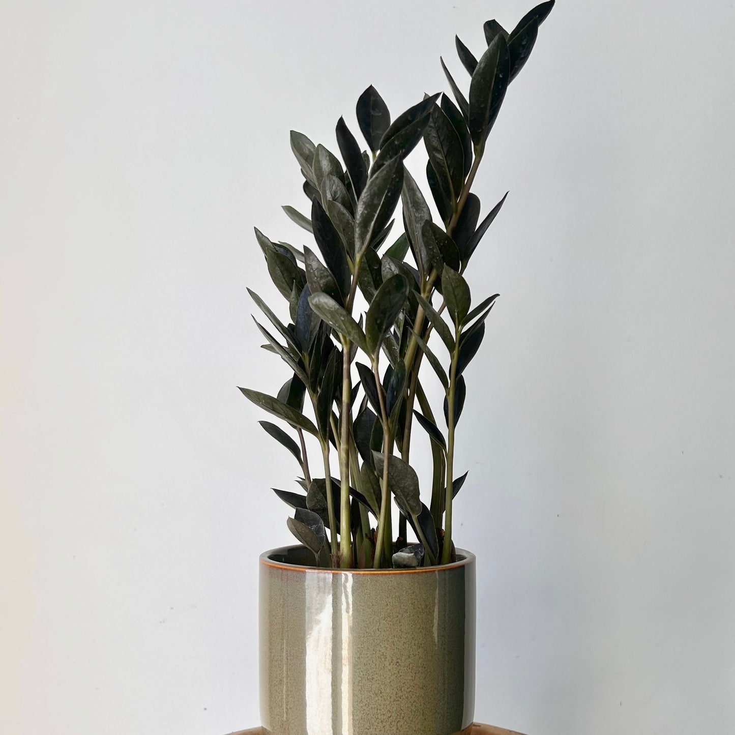 Black ZZ Dowon 4”pot