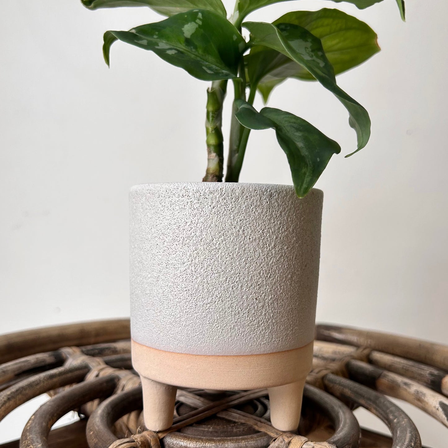 DELRAY Decorative Pot (3”x3.75”)