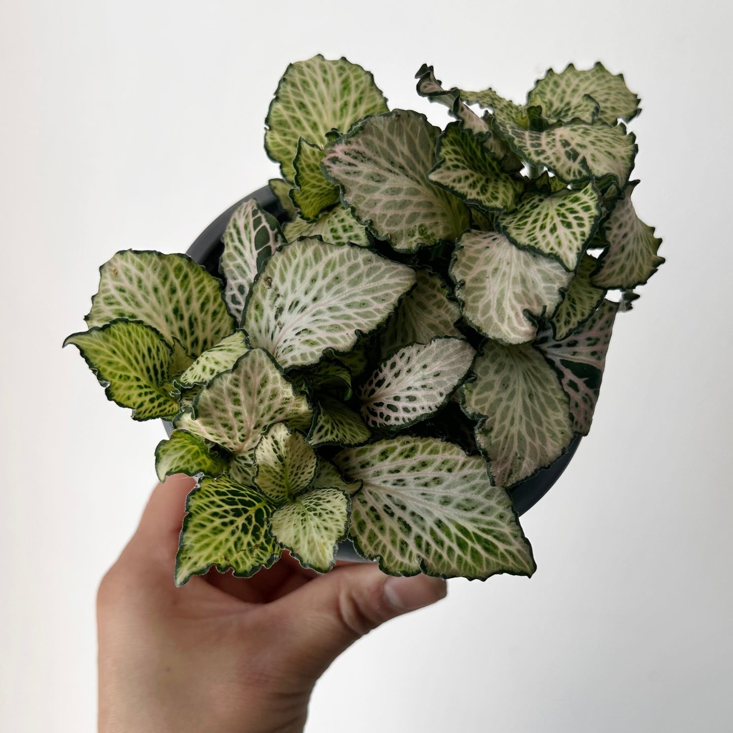Fittonia “Purple Snow Anne” 4” pot