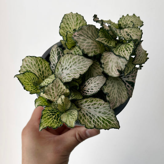 Fittonia “Purple Snow Anne” 4” pot