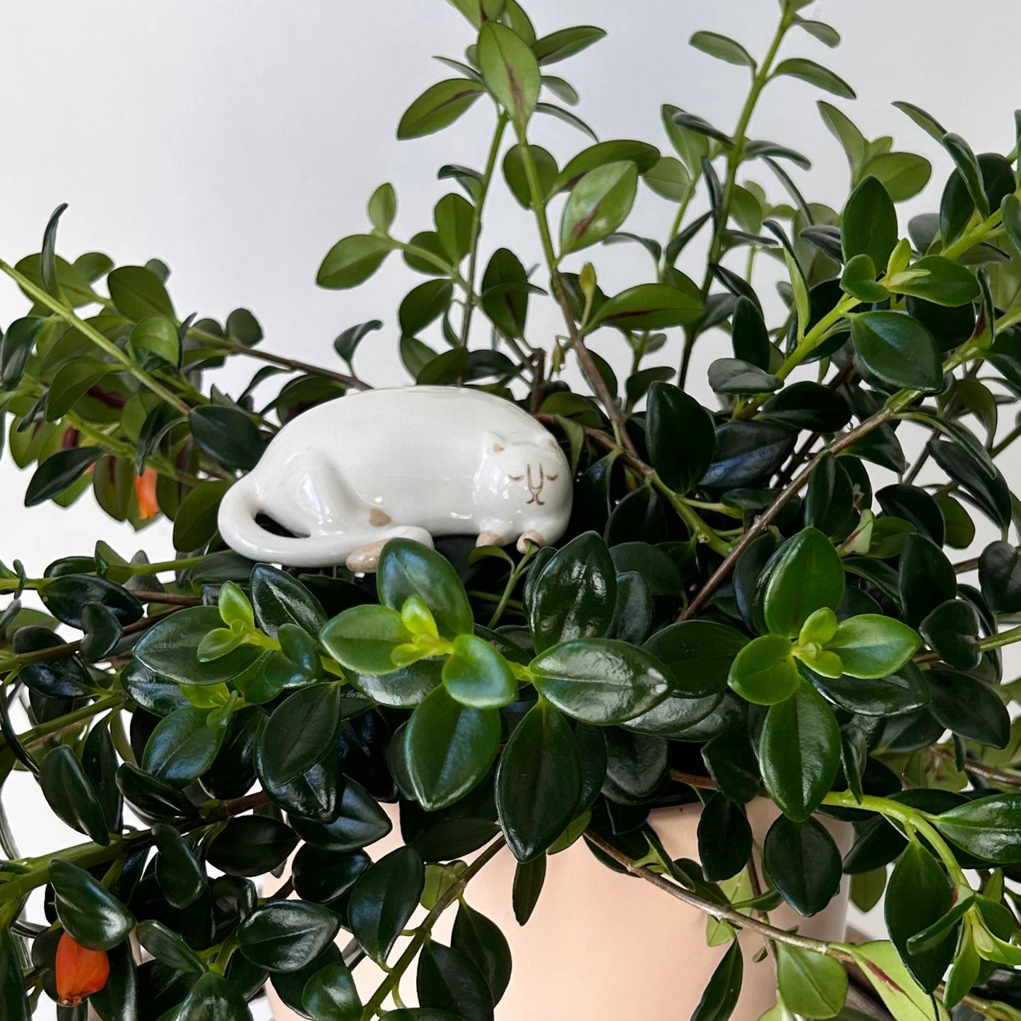 CURIOUS CATS-Ceramic Decorative Accents