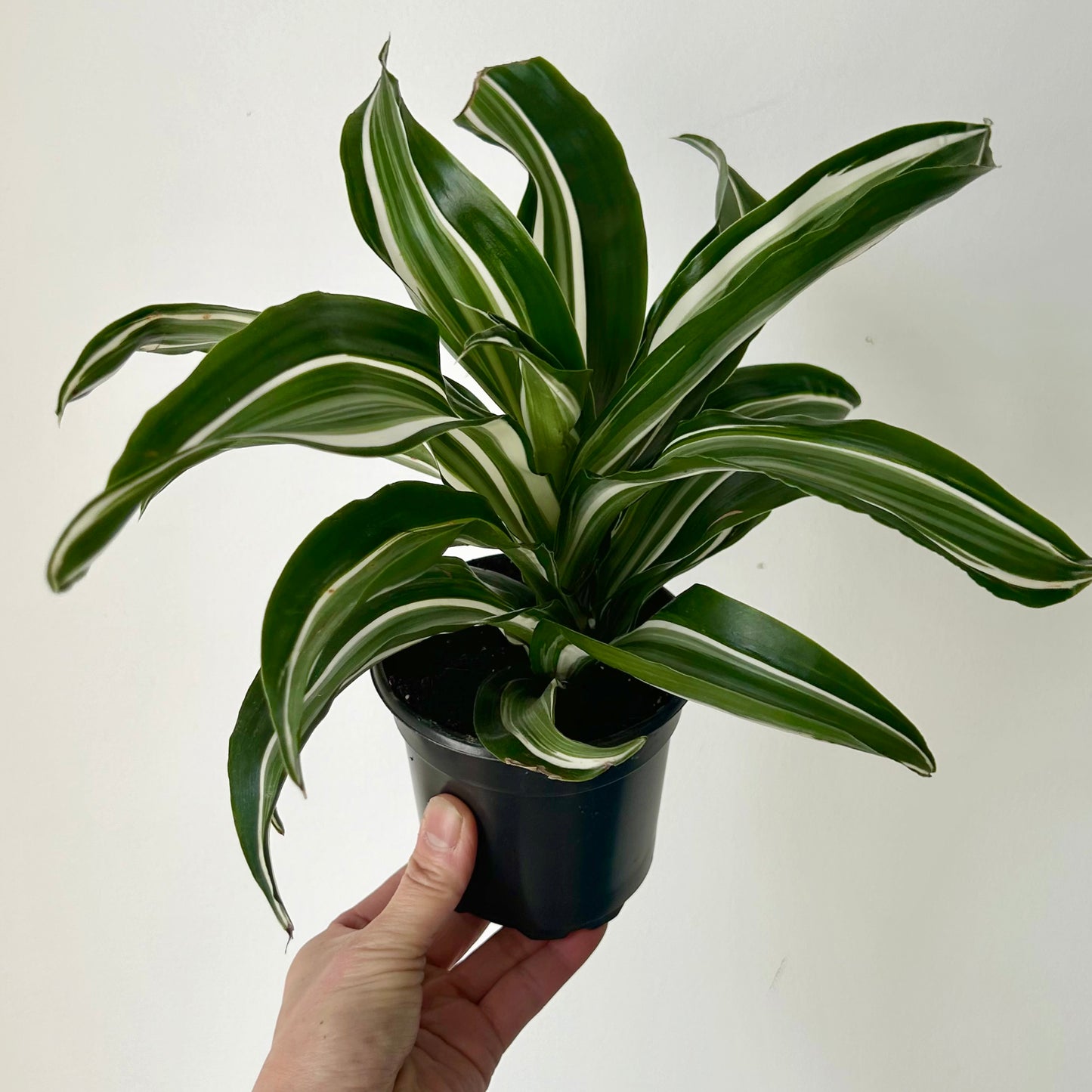 Dracaena “White Jewel” 4” pot