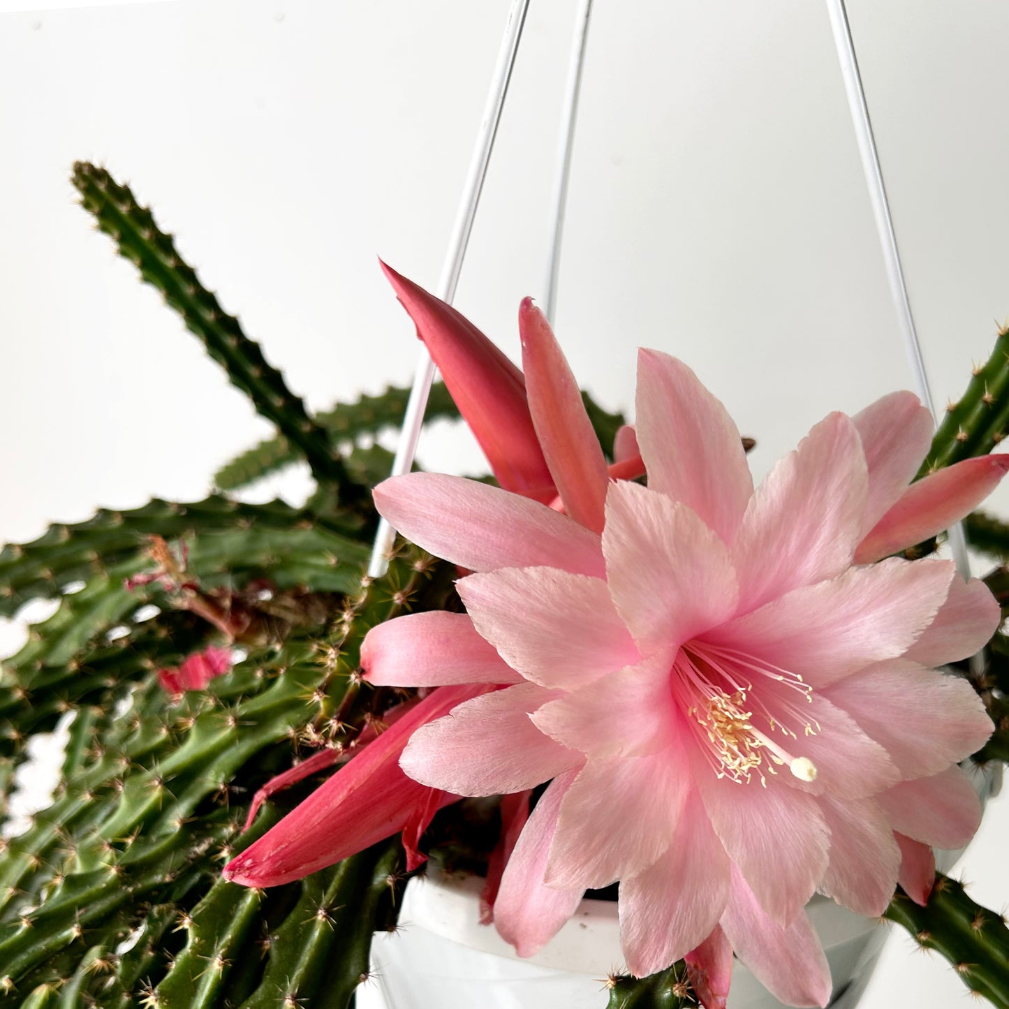 Aporocactus X 8” hanging basket