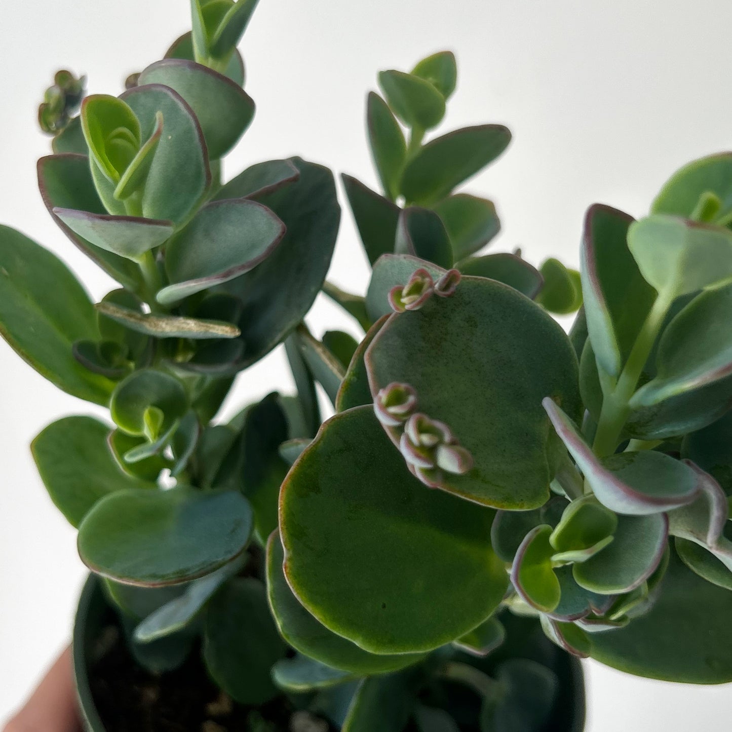 Kalanchoe panamensis 4” pot