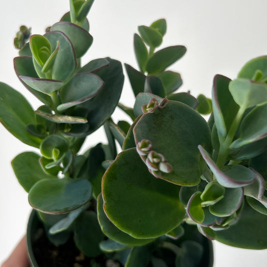 Kalanchoe panamensis 4” pot