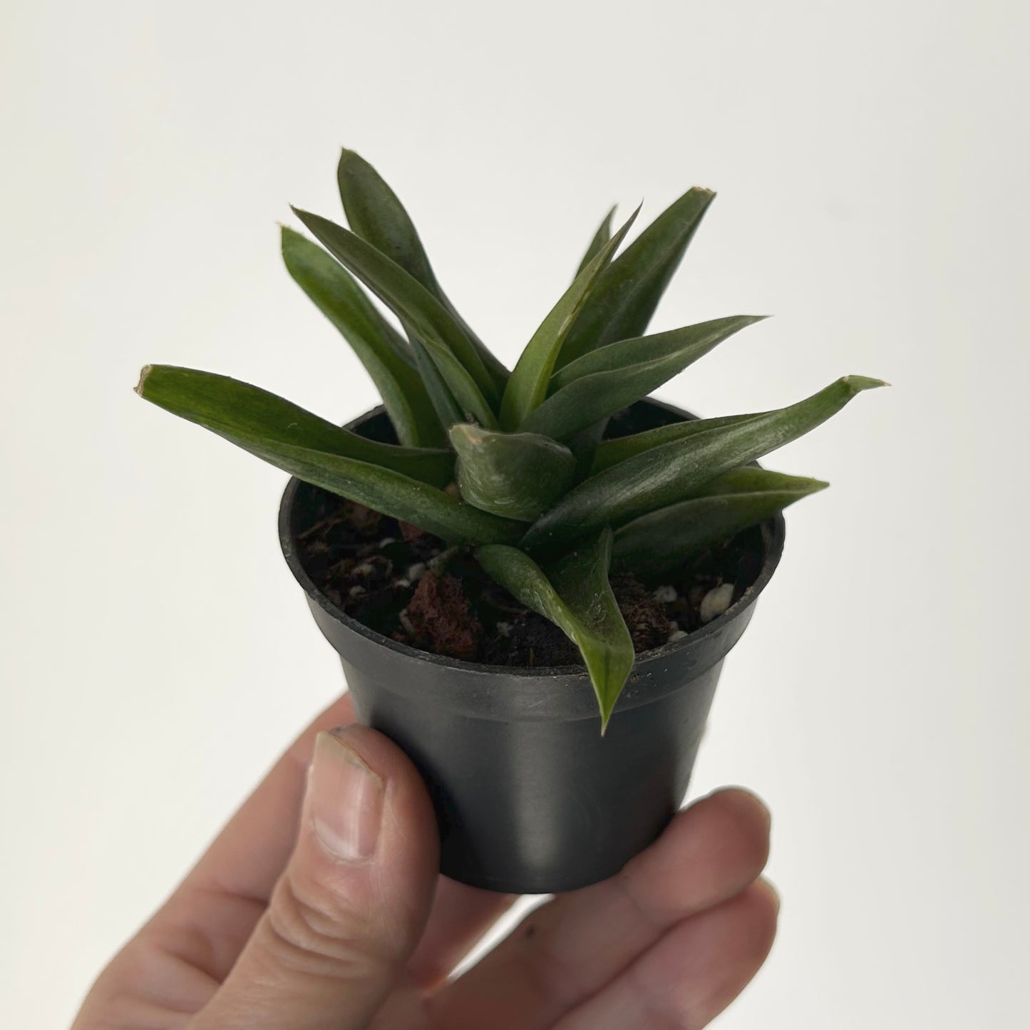 Aloe "Black Gem" 2.5”pot