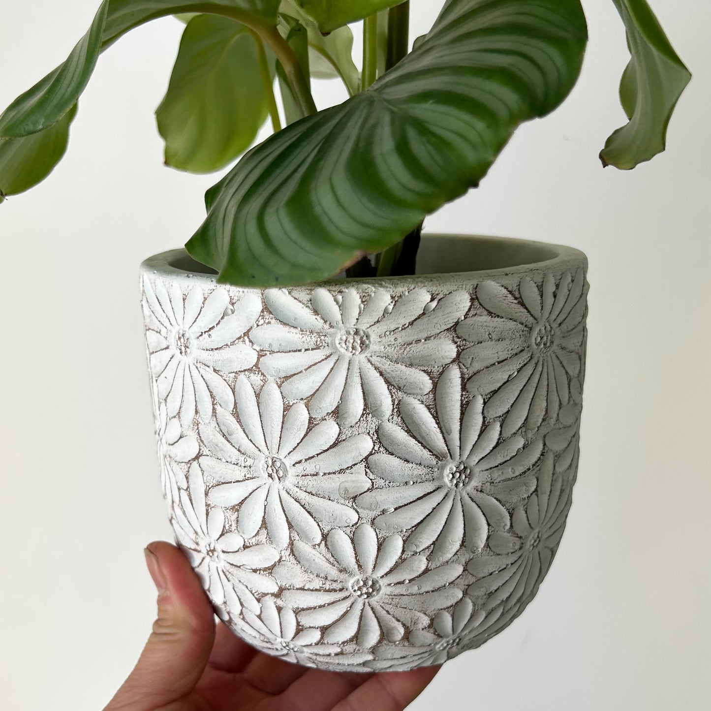 DAISY decorative cement pot (available in 2 sizes)