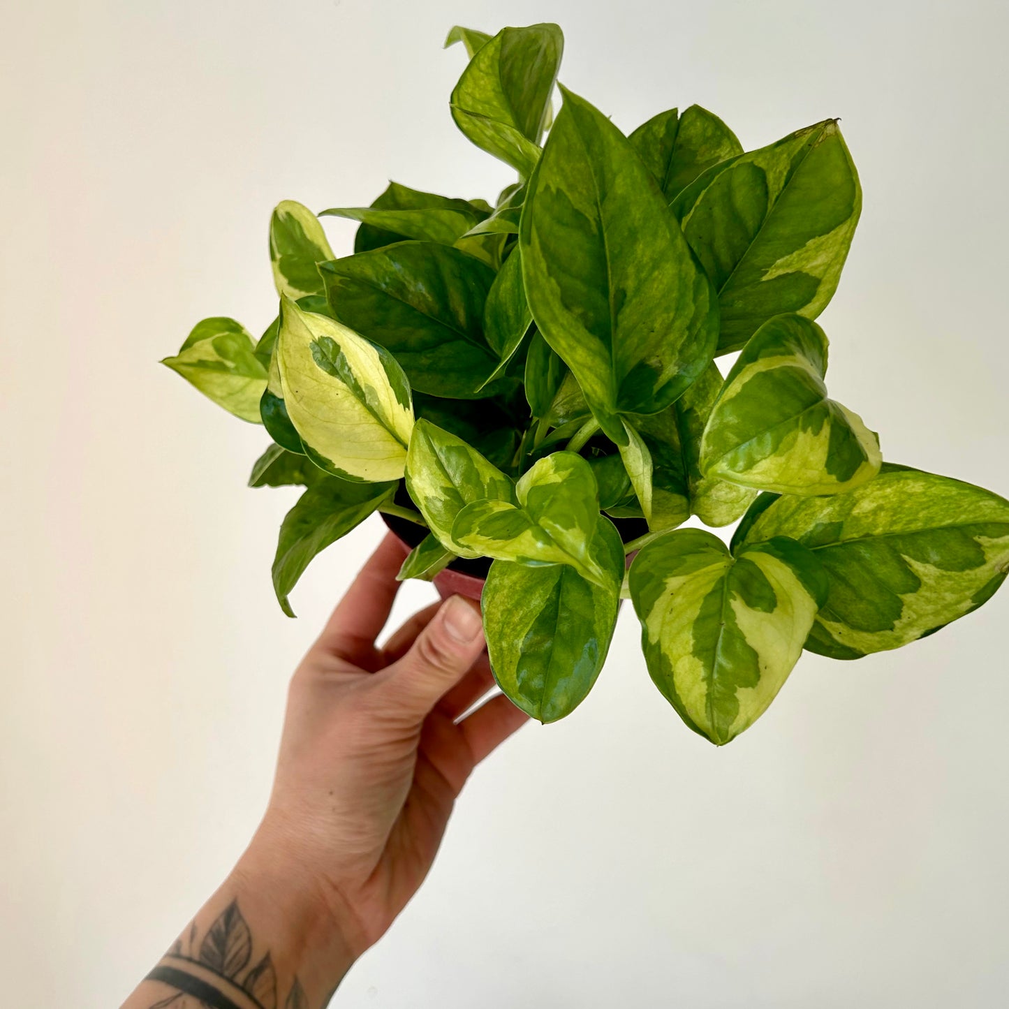 Pothos “Lemon Meringue” 4.25”pot