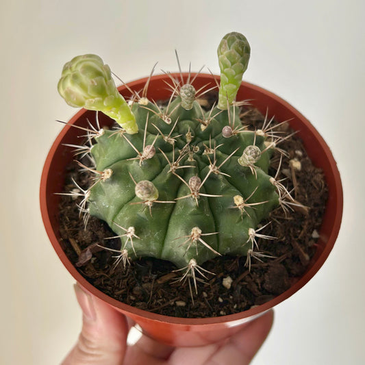 Gymnocalycium mihanovichii 3.5”pot