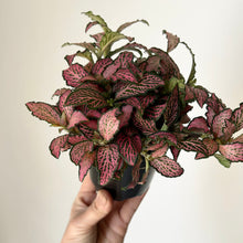 Load image into Gallery viewer, Nerve Plant “Pink Forest Flame”(Fittonia) 3.5”pot
