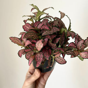 Nerve Plant “Pink Forest Flame”(Fittonia) 3.5”pot