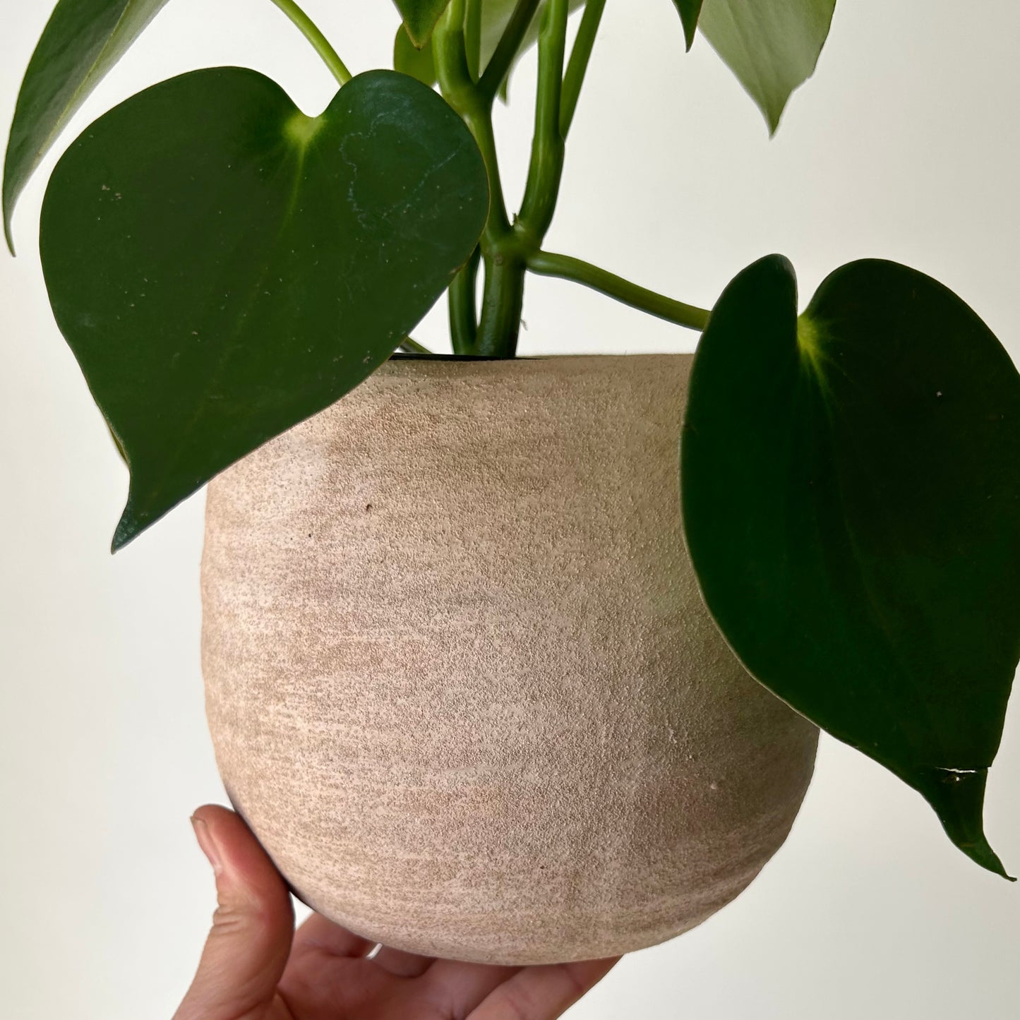 SANDIE decorative pot (4.75”x5.25”) available in 3 colours