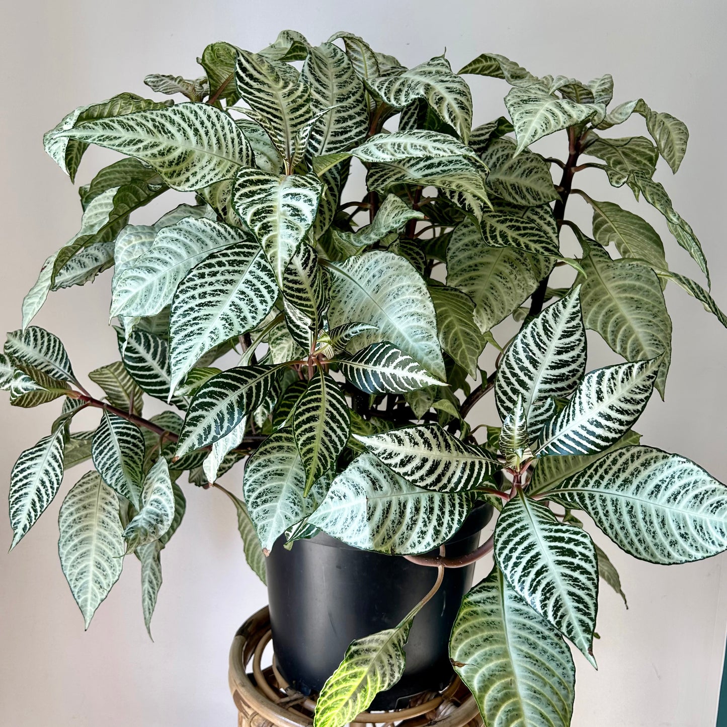 Aphelandra squarrosa “Snowflake” 11” pot
