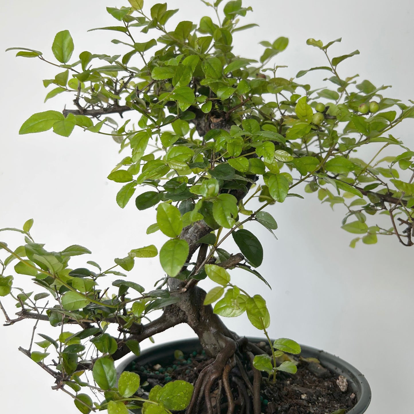 Bonsai Styled "Chinese Sweet Plum" (Sageretia) 6” pot