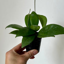 Load image into Gallery viewer, Hoya Mindorensis 2.75”pot
