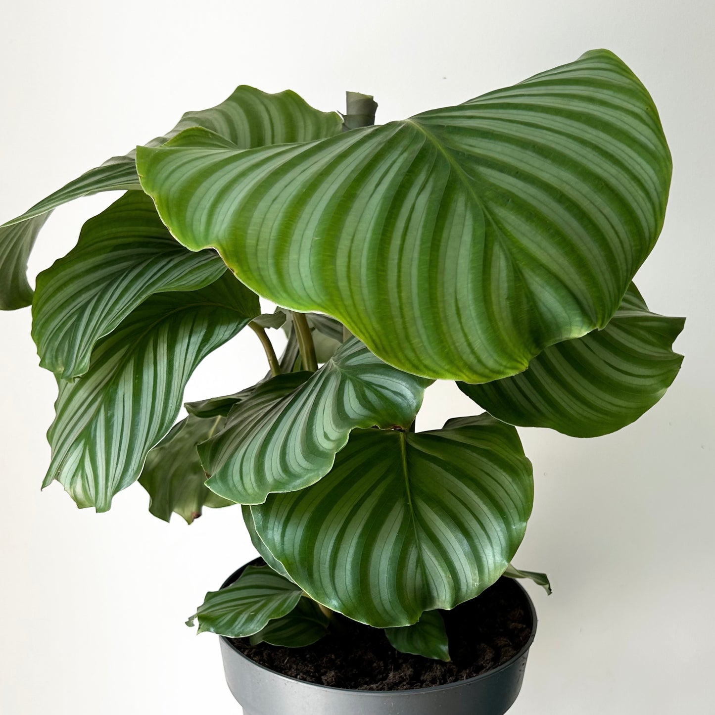 Calathea orbifolia approximately 2ft tall in 8” pot