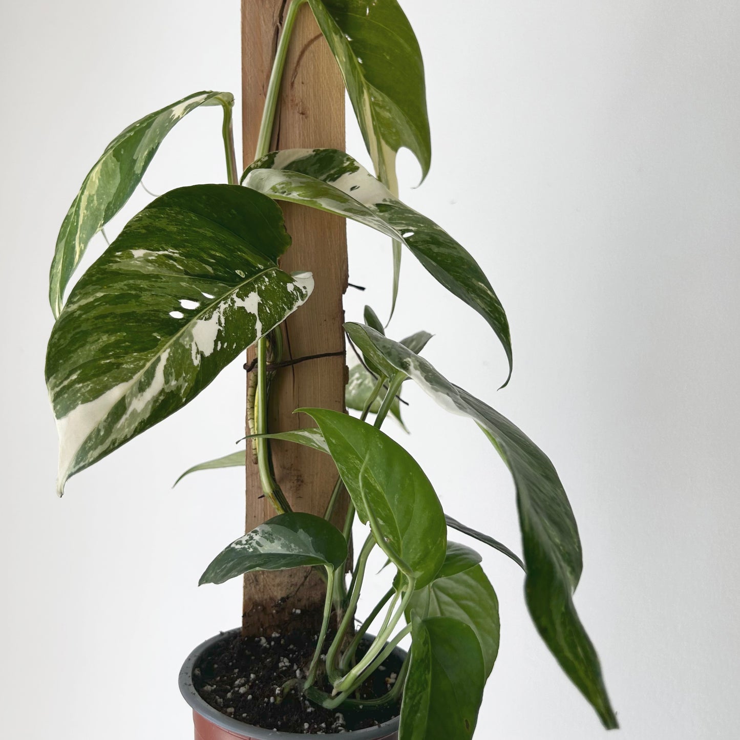 Variegated Epipremnum Pinnatum albo on wood plank 4” pot