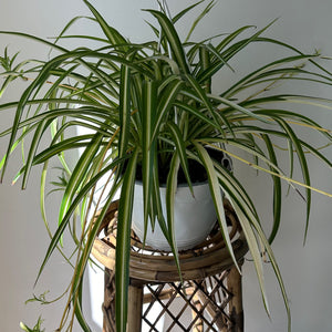 Spider Plant Variegated 8” hanging basket