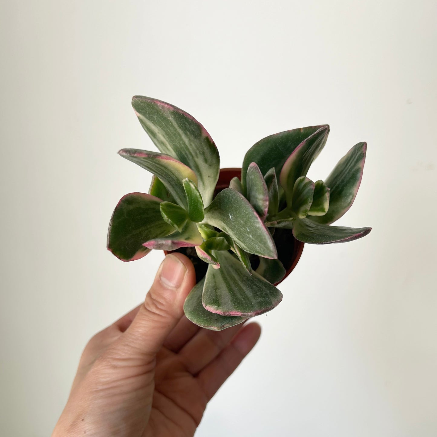 Variegated Jade Succulent (Crassula Ovata Tricolour) 2.75"pot