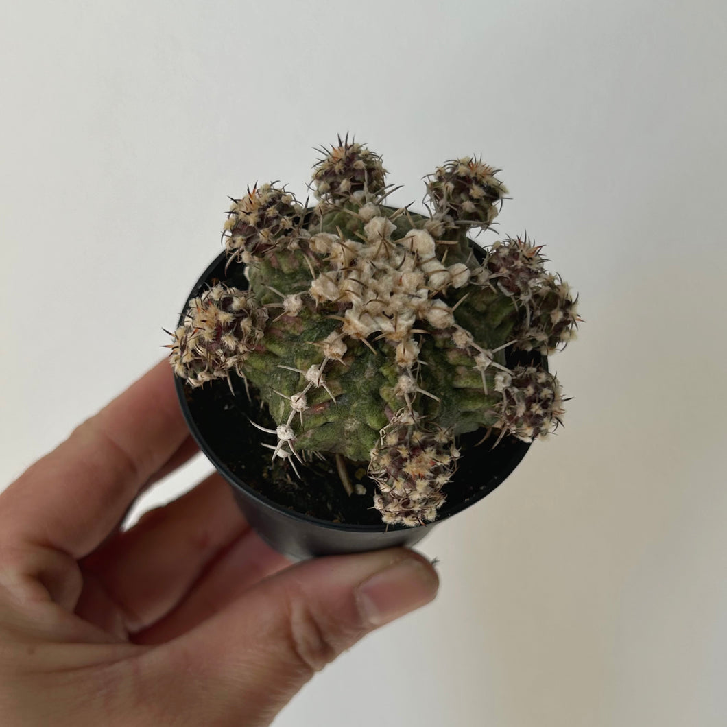 Moon Cactus (Gymnocalycium mihanovichii) 2.5” pot