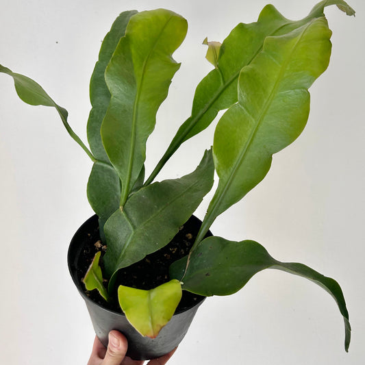 Queen-of-the-Night Jungle Cactus(Epiphyllum Oxypetalum) 6”pot