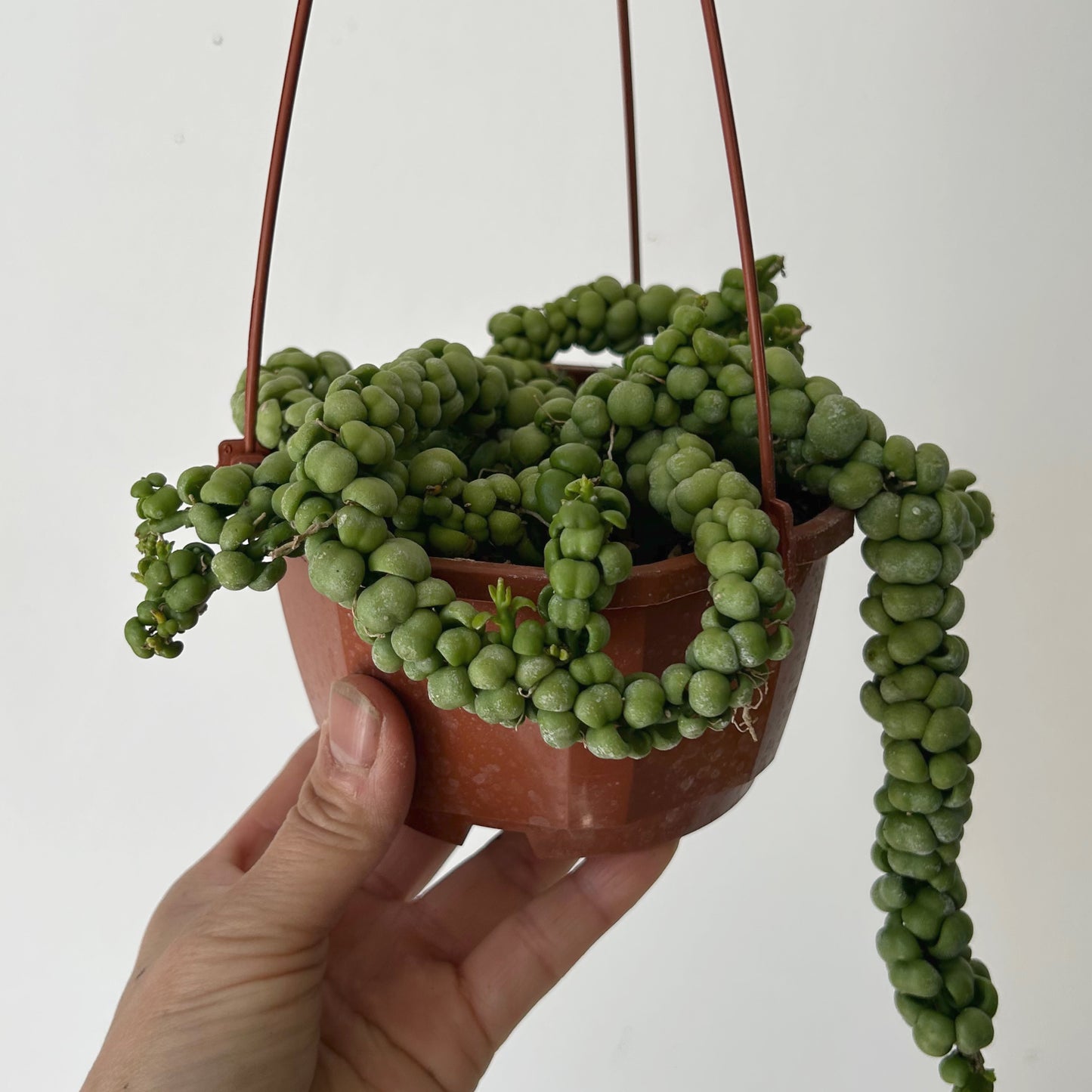Dischidia “Dragon Jade” 4.5” hanging basket