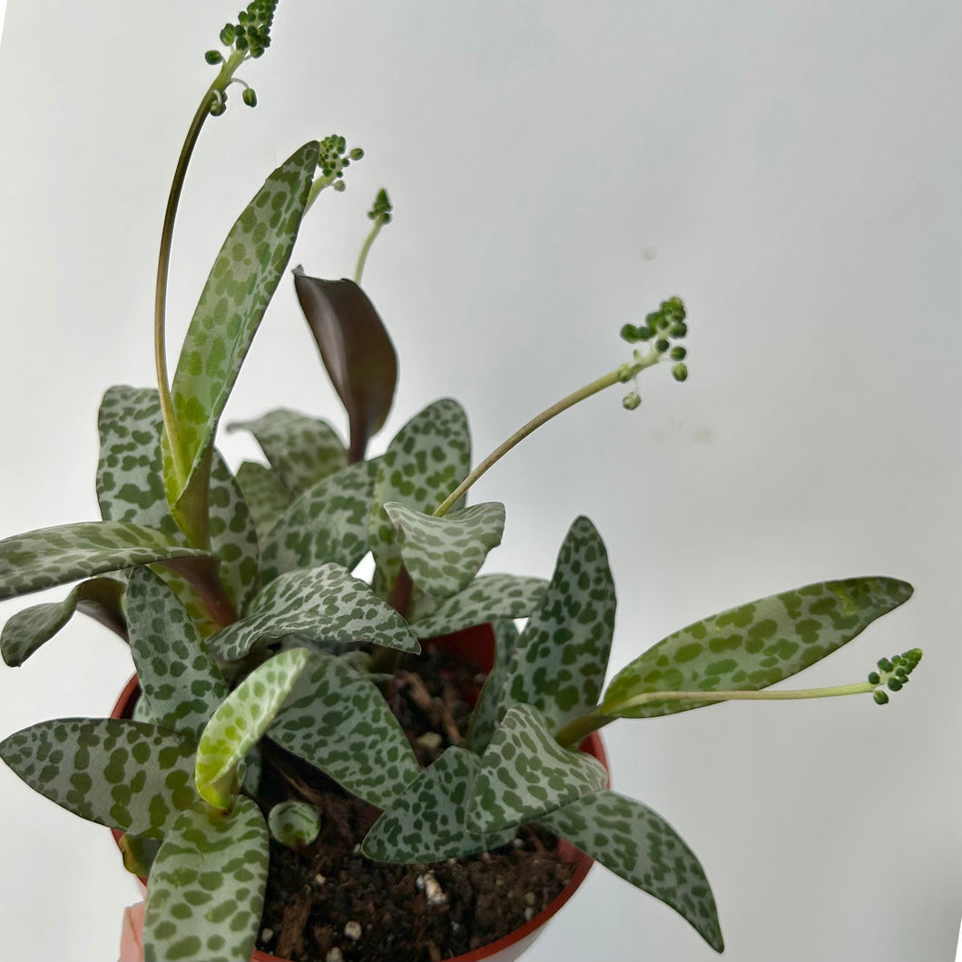 Silver Squill (Ledebouria socialis)4” pot