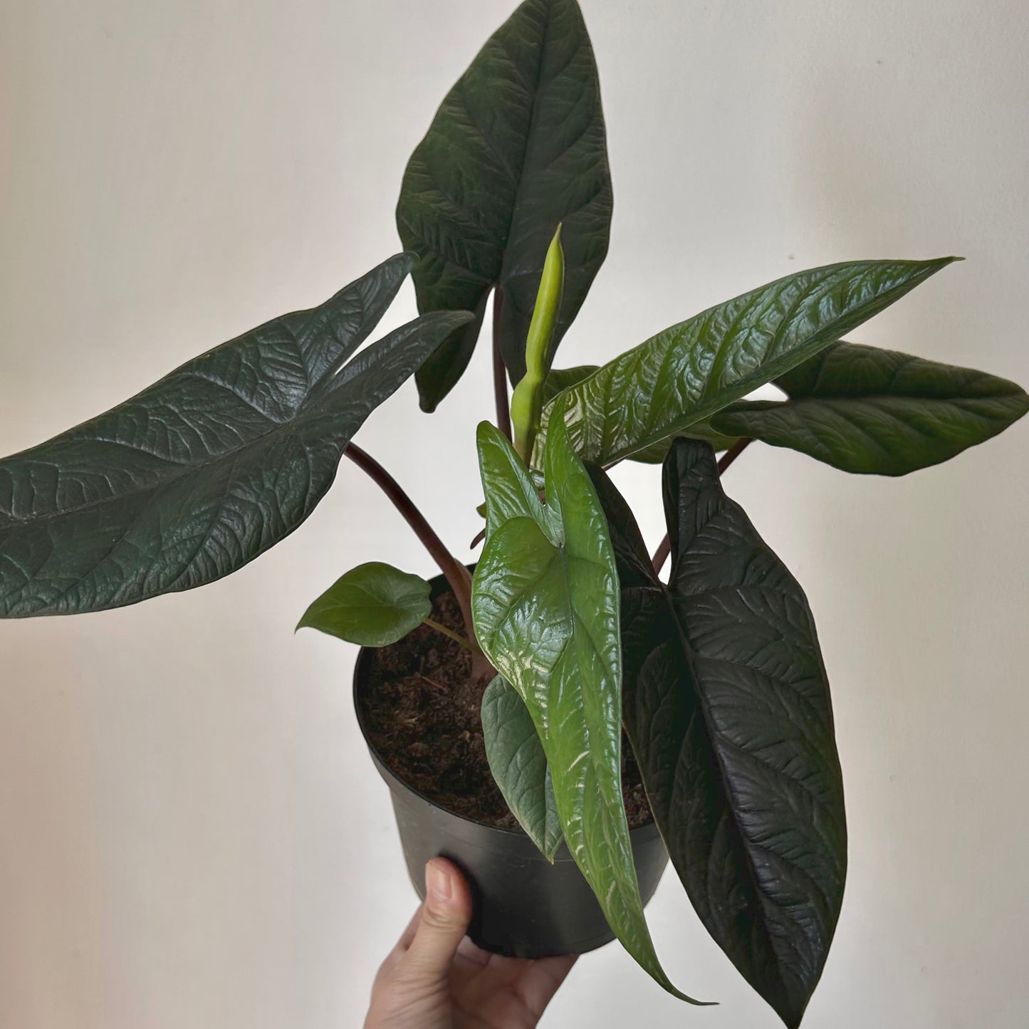 Alocasia scalprum 6” pot