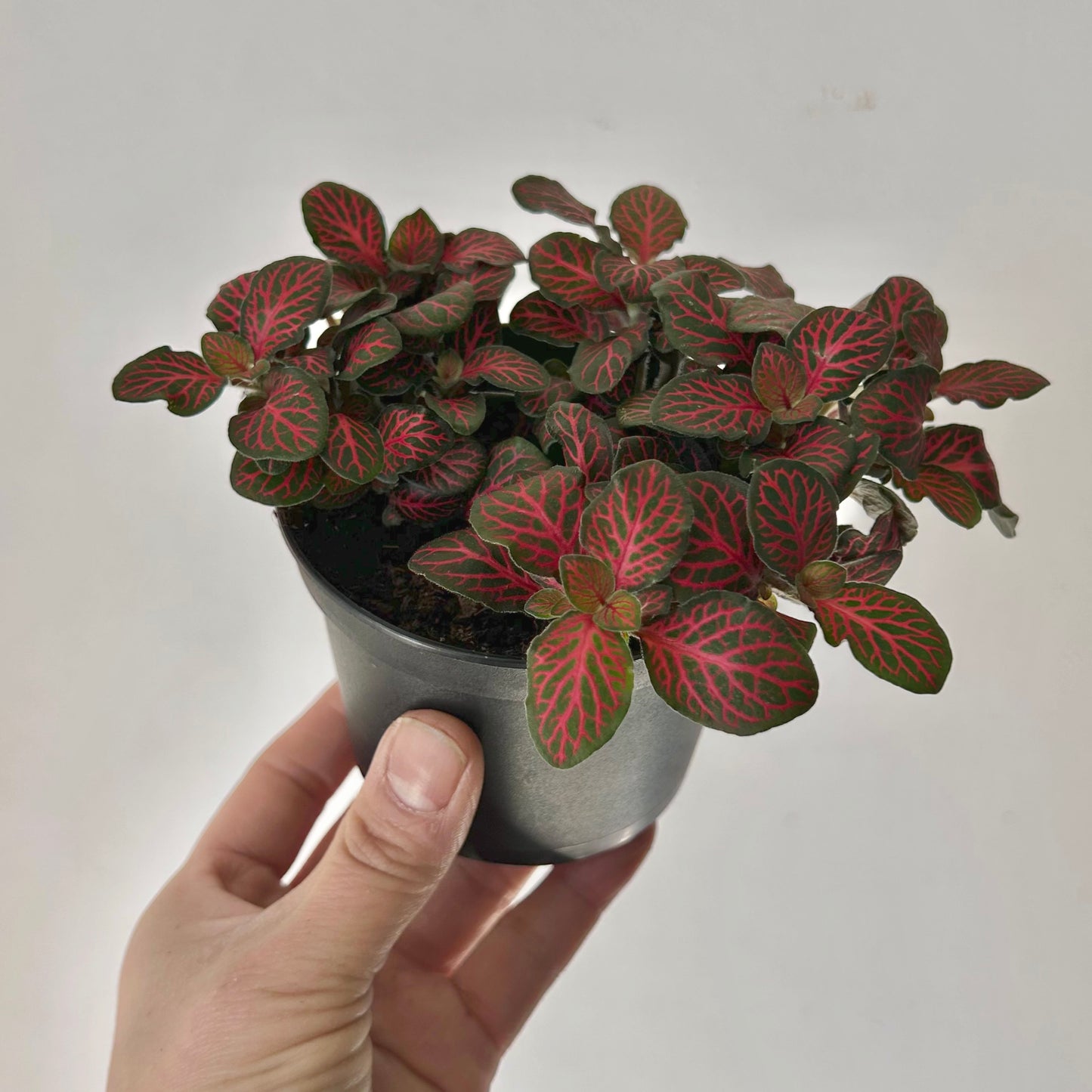 Red Nerve Plant (Fittonia) 3.5”pot