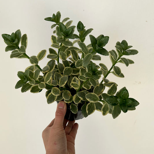 Goldfish Plant (Nematanthus) Variegated  4”pot