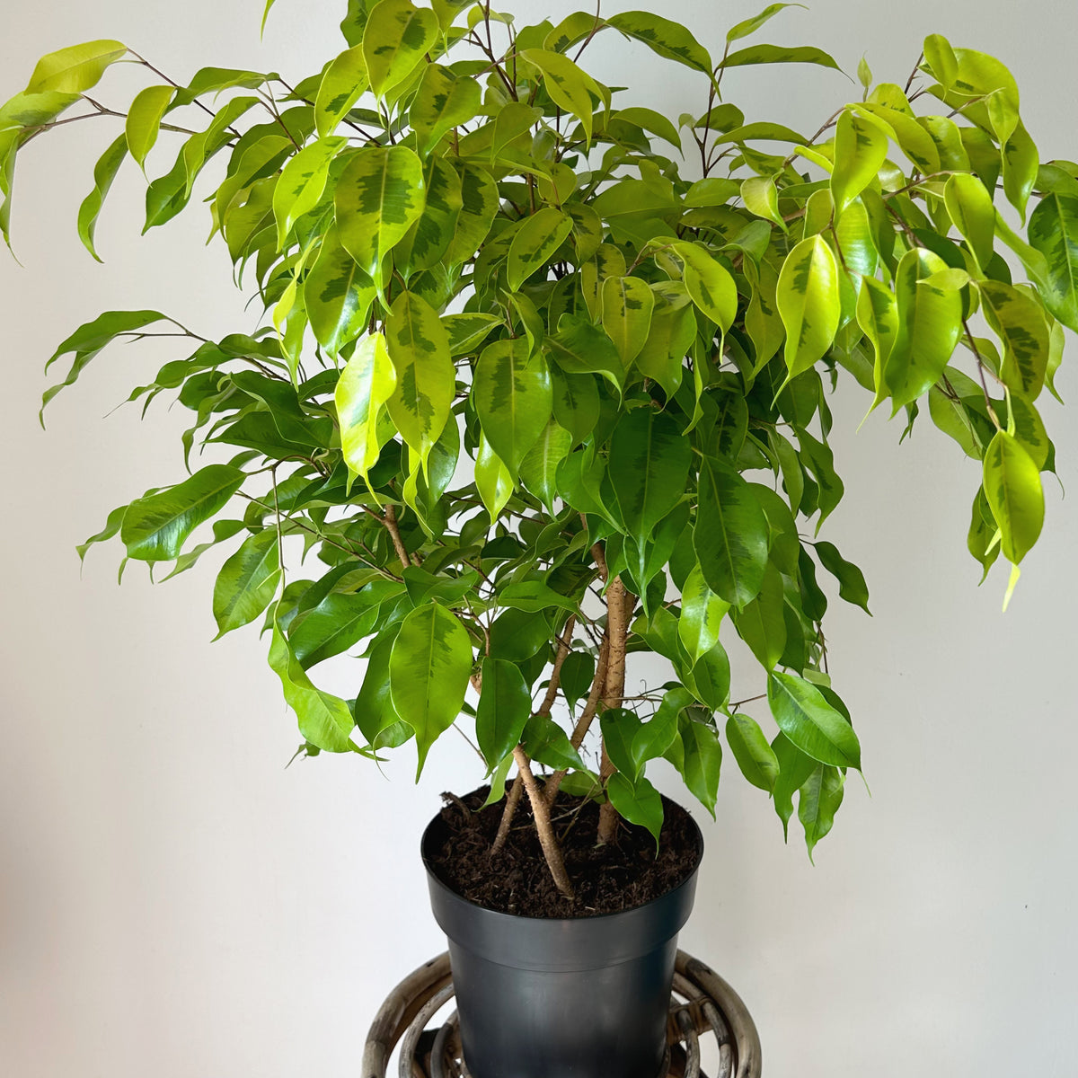 Ficus Benjamina “Lime” approximately 2.5 ft tall in 8.5