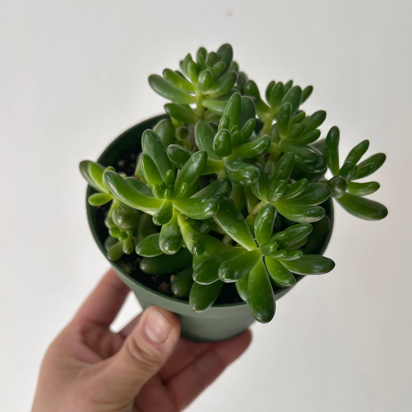 Jelly Bean Plant (Sedum rubrotinctum) 4”pot
