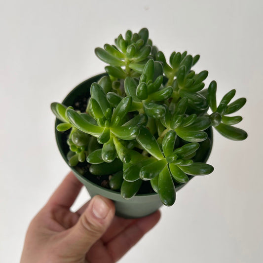 Jelly Bean Plant (Sedum rubrotinctum) 4”pot