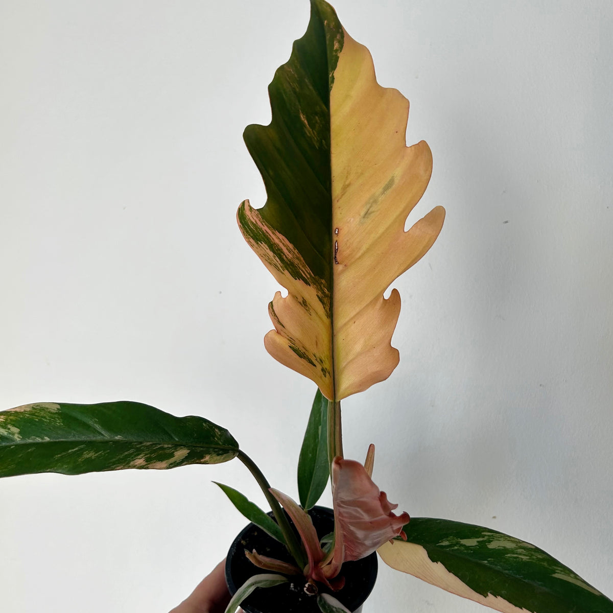 Philodendron’Caramel Marble’ 3.5” pot