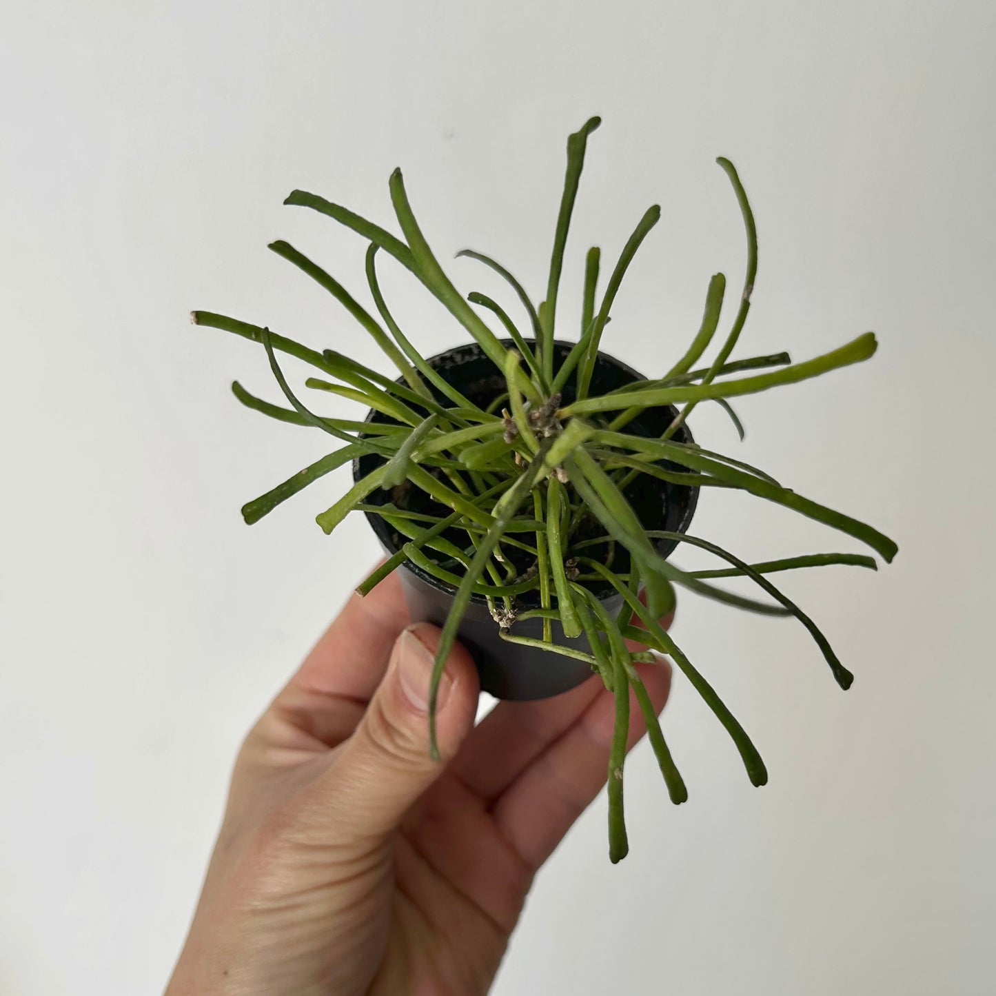 Hoya Retusa 2.5” pot