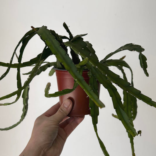 Hurricane Cactus (Lepismium cruciforme) 4” pot