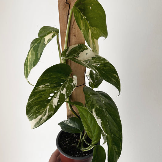 Variegated Epipremnum Pinnatum albo on wood plank 4” pot