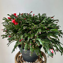 Load image into Gallery viewer, Thanksgiving Cactus 8”pot
