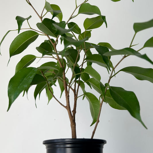 Ficus Benjamina  3.5" pot