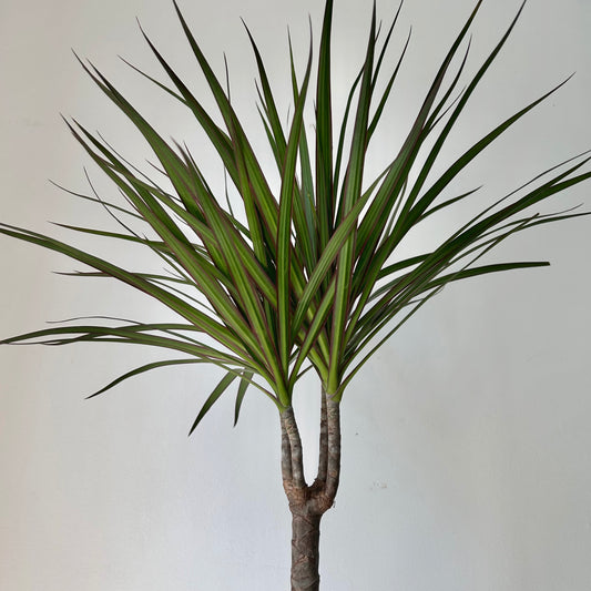 Dragon Tree (Dracaena Marginata) approximately  2.5ft tall in 6” pot
