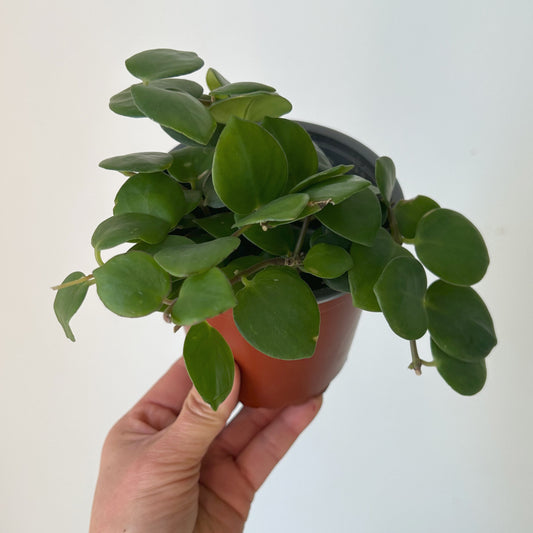 Pink Thai Lipstick vine (Aeschynanthus Radicans) 4” pot